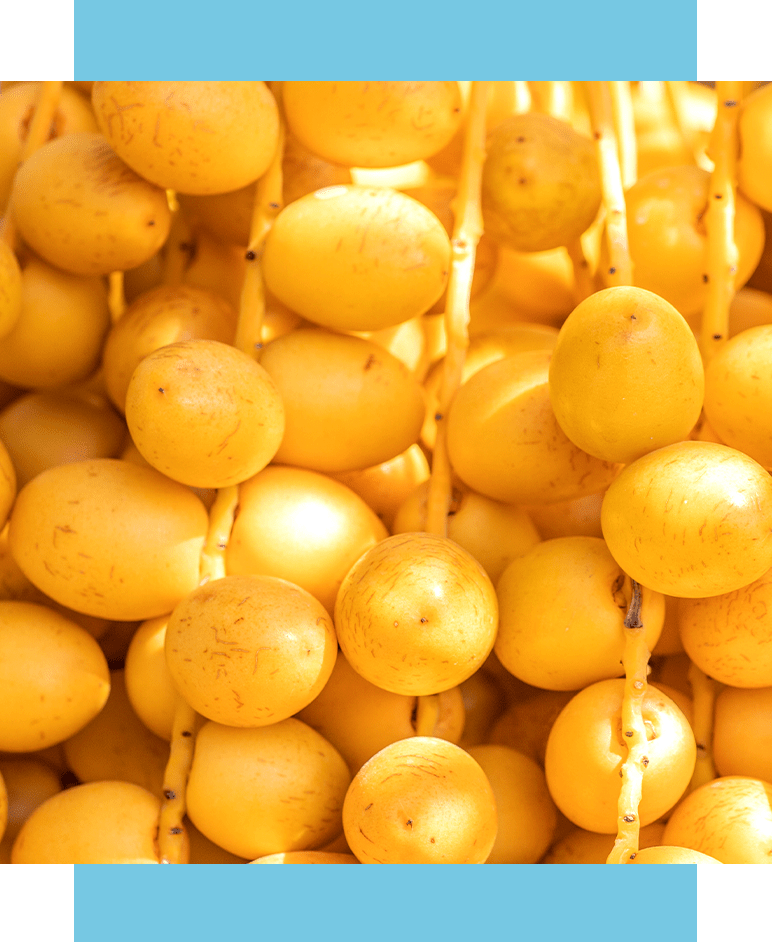 daktyl w kosmetykach naturalnych - Orientana