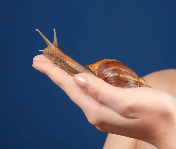 Kosmetyki ze śluzem ślimaka – najczęściej zadawane pytania i odpowiedzi - Orientana