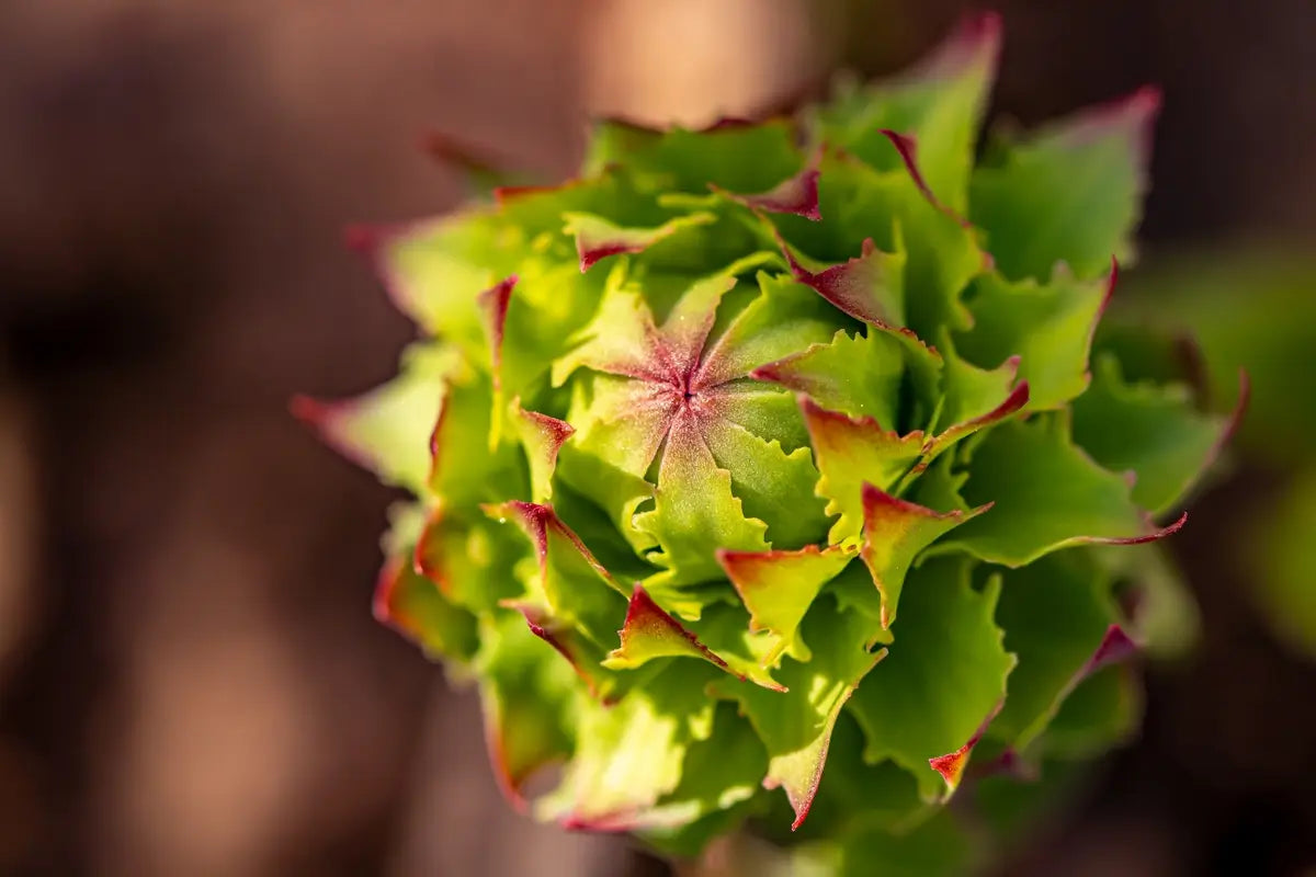 Różeniec Górski w kosmetyce - adaptogen, który rozświetla skórę i chroni przed stresem oksydacyjnym