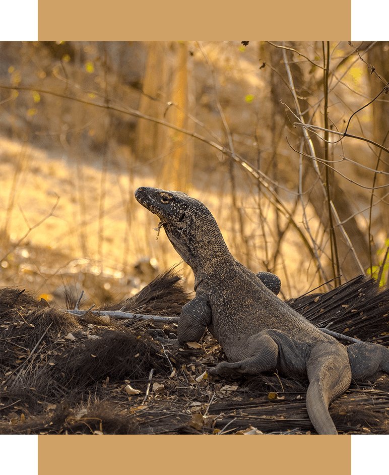WYPRAWA PO KOMODO - Orientana