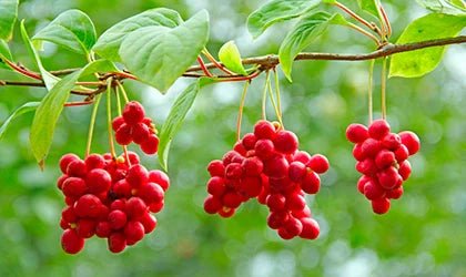 Antyoksydacja - 6 adaptogenów - Orientana