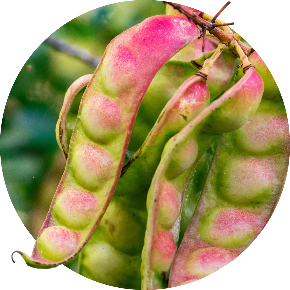 Orientana