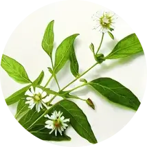 Orientana