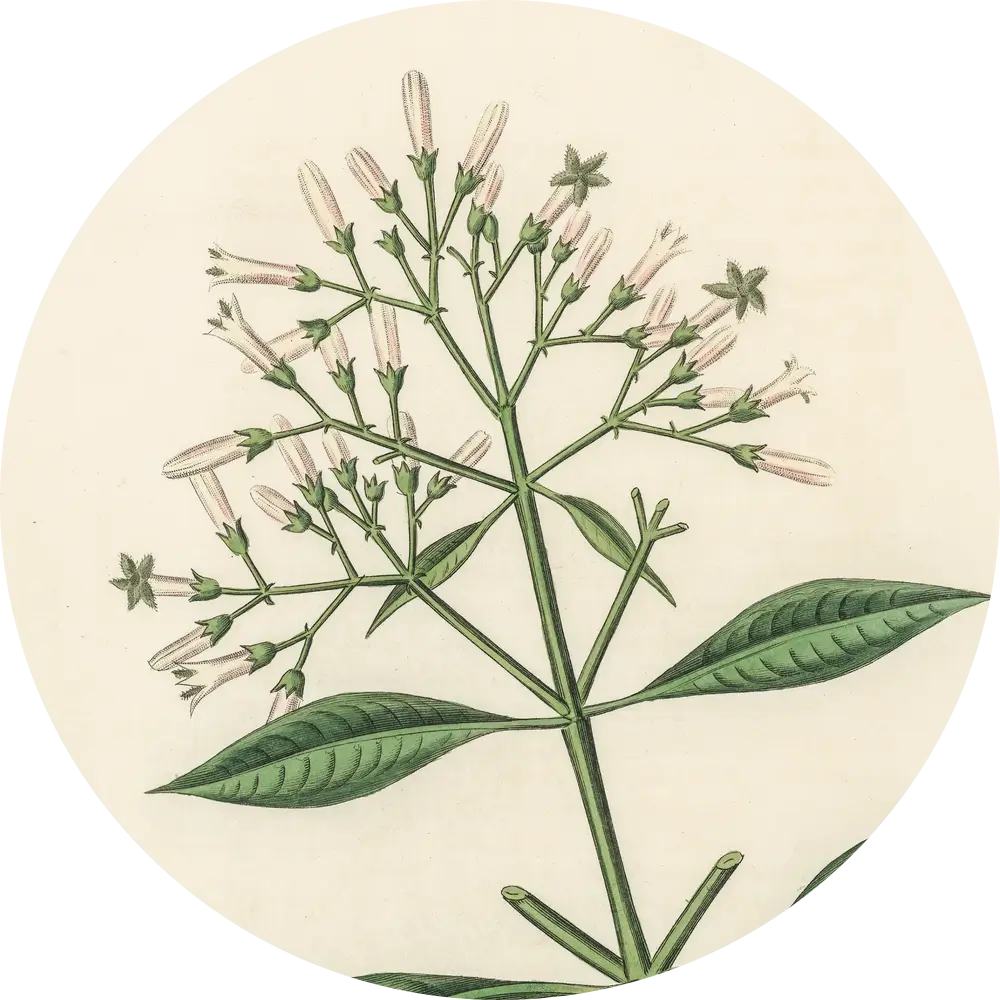 Orientana