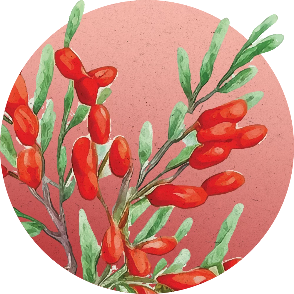 Orientana