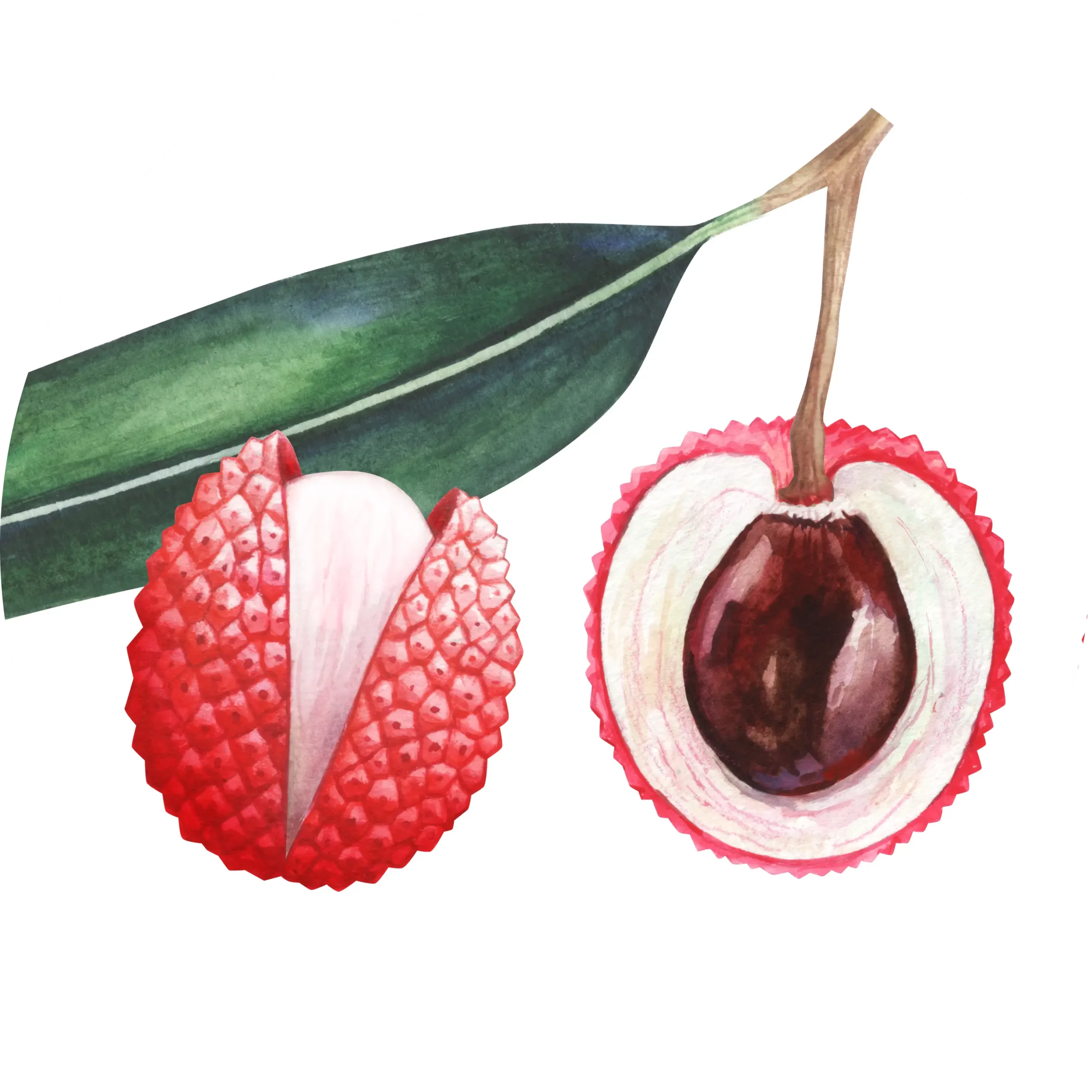 Orientana