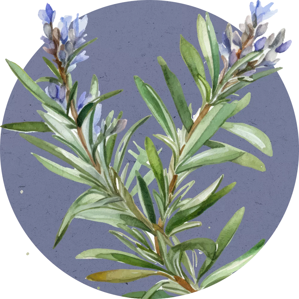 Orientana